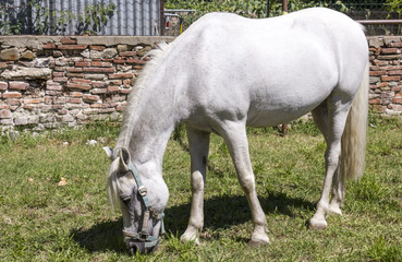 LASTRA A SIGNA, ITALY - AUGUST 30 2015: Horse grazing outdoors in Tuscany