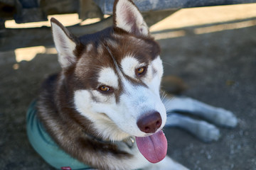 A red Siberian husky resting in the shade on a sunny day.
