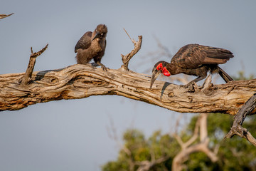 Two Southern ground hornbills sitting on a branch.