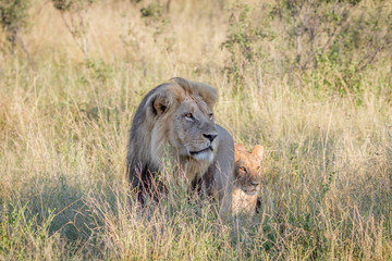 Obraz na płótnie Canvas Big male Lion walking in the high grass.