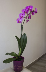  Isolated orchid plant on a vase