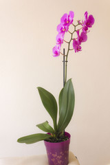 Naklejka na ściany i meble Isolated orchid plant on a vase