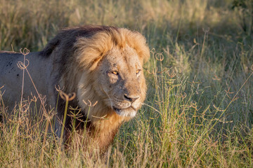 Big male Lion walking in the high grass.