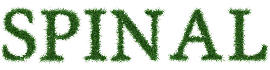 Spinal - 3D rendering fresh Grass letters isolated on whhite background.