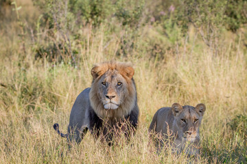 Mating couple of Lions standing in the grass.