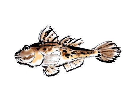 137 件の最適な はぜ 画像 ストック写真 ベクター Adobe Stock