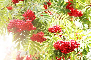 A wild ash is in autumn in the sunny light