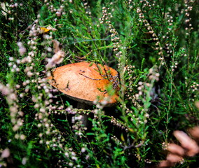 Mushroom between herbs