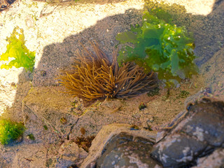 Galician Coast two of many kinds of native algae