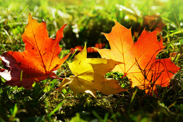 Fallen maple leaves in autumn, copy space