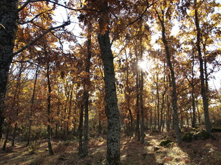 Fototapeta premium Forest in autumn brown leaves falling woods