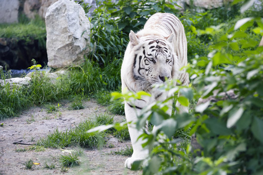 White tiger behind bushes