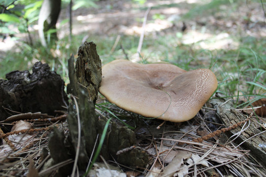 Fungo nel sottobosco