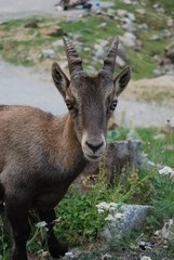 Giovane camoscio
