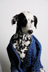 Dog dalmatian in a blue jacket on a white background. Funny portrait with serious face