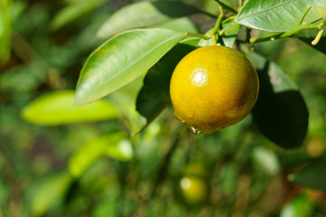 Kumquat fruit and rain drops