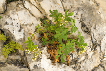 plant in mountains