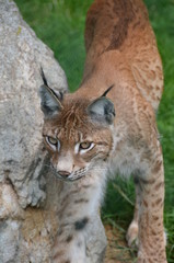 Obraz premium Lince