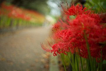 彼岸花 曼珠沙華