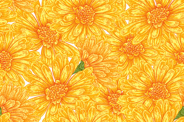 Seamless botanical pattern with calendula flowers. Vector illustration vintage - obrazy, fototapety, plakaty
