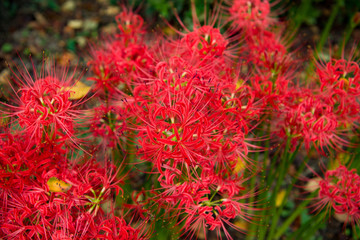 彼岸花 曼珠沙華