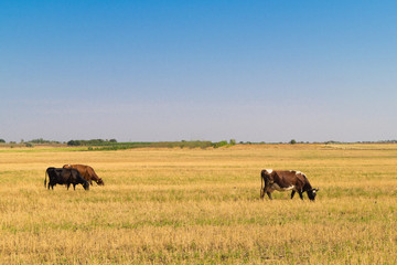 Two brown cows graze on dried pasture