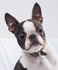 A beautiful young boston terrier dog portrait isolated in a white studio on white sheets. the boston terrier dog has big pointy ears and is very cute.