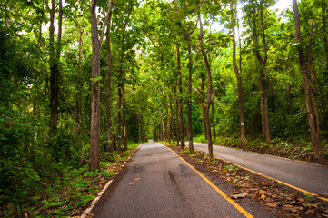 twin road  to forest to waterfall in thailand. 
