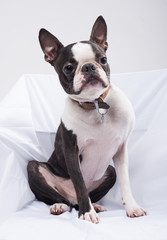 A beautiful young boston terrier dog isolated in a white studio on white sheets. the boston terrier dog has big pointy ears and is very cute.