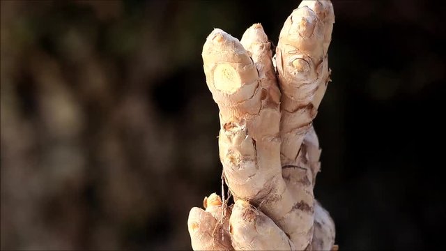 raw ginger root rotate
