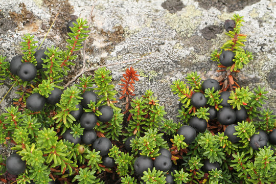 Ripe crowberries on the Jurmo Island in Archipelago Sea at the Baltic Sea in FInland.