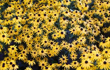 The yellow flowers in the garden on a close up view.