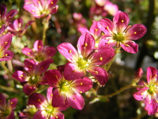bed of pink flowers