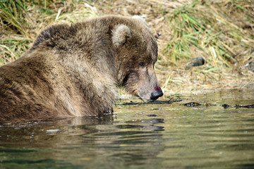 Obraz premium GRIZZLI - ALASKA