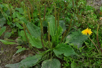 Plantago in a small plot of land