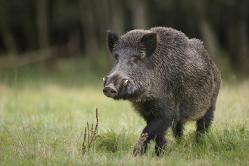 Naklejka na ściany i meble Male boar in meadow