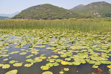 Water lilies, reeds and mountains on Lake Skadar, Lake Skadar national park, Montenegro, southeast europe.