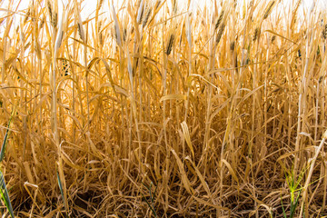 summer time agriculture of yellow spike
