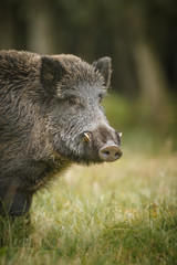 Big male wild boar