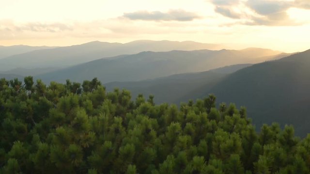 Sunset, mountains, alpine pine, wind
