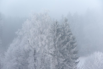 foggy winter landscape - frosty trees in snowy forest