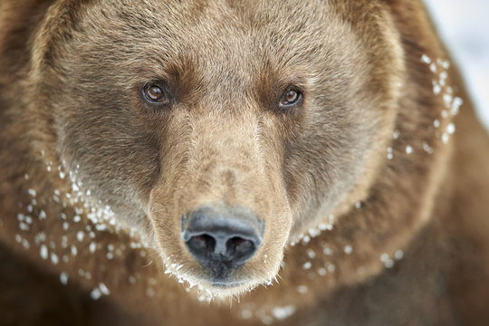 Europ&auml;ischer Braunb&auml;r Ursus arctos Portr&auml;t