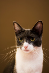 Cat isolated on brown background