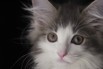 Fototapeta premium 猫 ノルウェージャンフォレストキャット