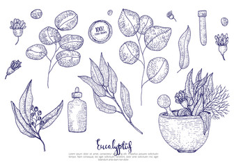 Eucalyptus medical leaves, flowers and bottles set isolated on white background. Engraved sketch style © alenast