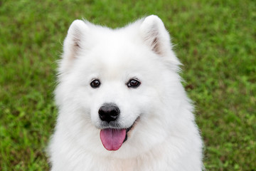 Fluffy samoyed dog in green grass