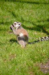 Essender Lemur in der Sonne