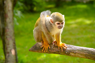 Einsamer Affe in der Sonne