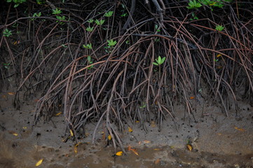 mangrove forest