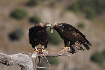 pareja de imperiales